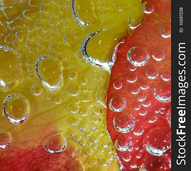 Macro studio photo of a rose evolved in bubbles. Macro studio photo of a rose evolved in bubbles