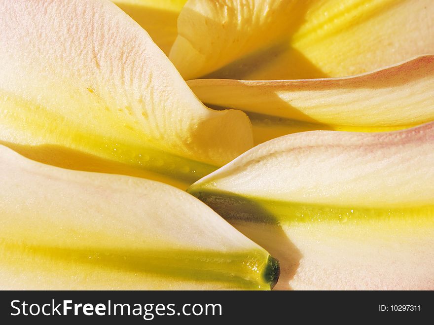 Fresh beauty pink lily petals