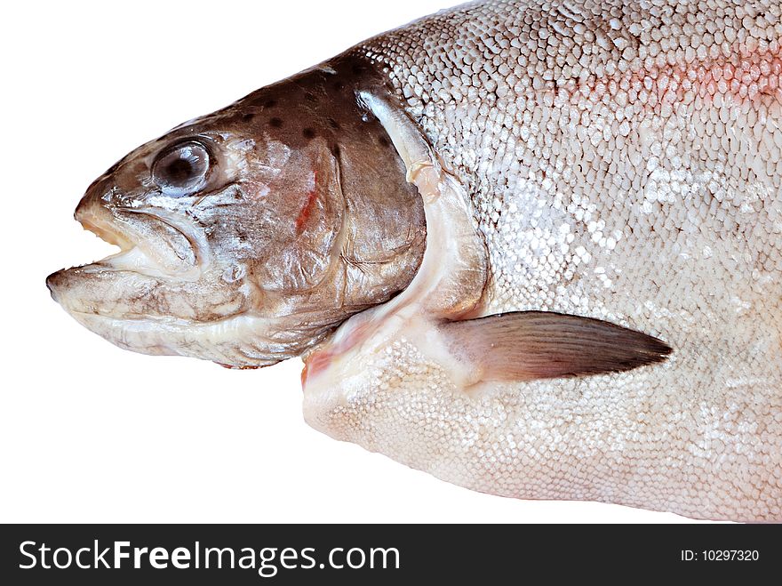 Rainbow trout isolated on white background