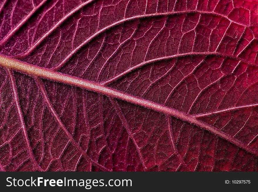 A macro shot of the underside of a red coleus leaf. A macro shot of the underside of a red coleus leaf.
