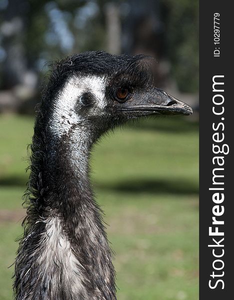 Stock photo of the head of an Australian emu