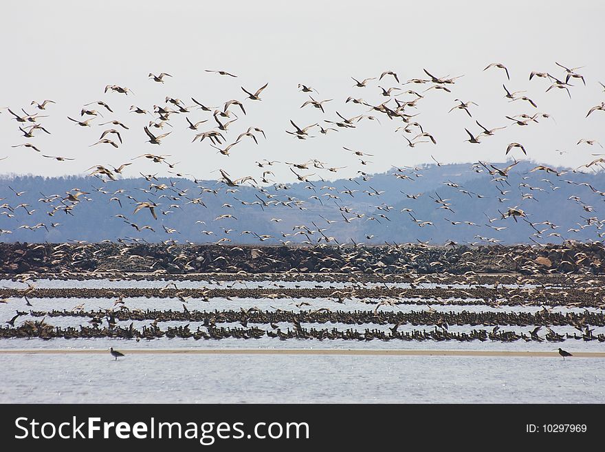 Large groups bird, the bird of hover the sky