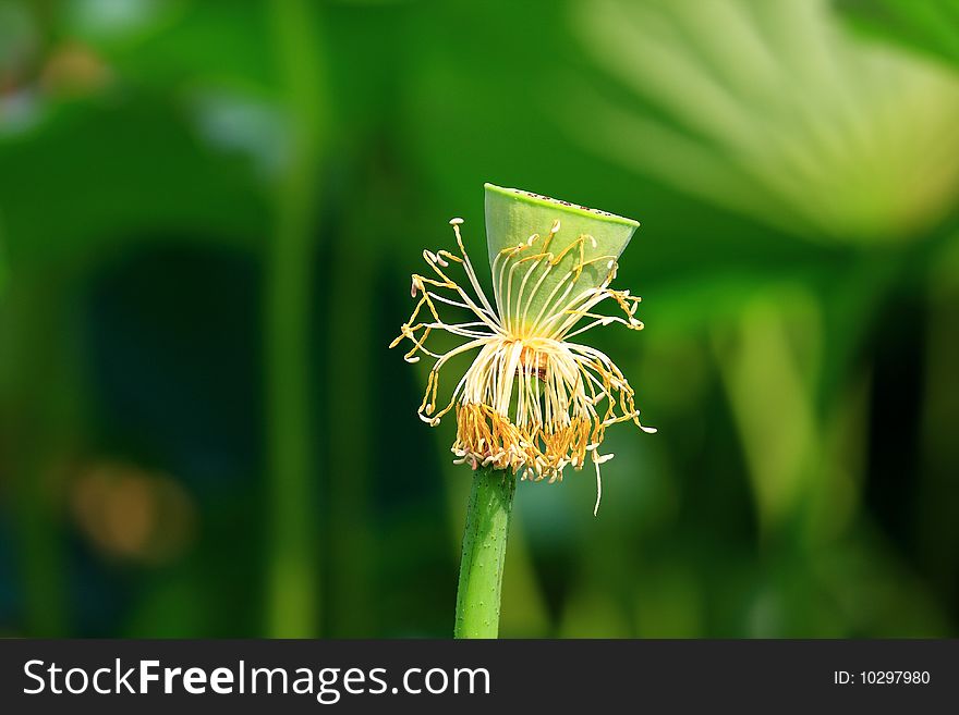 Seed pod of lotus flower