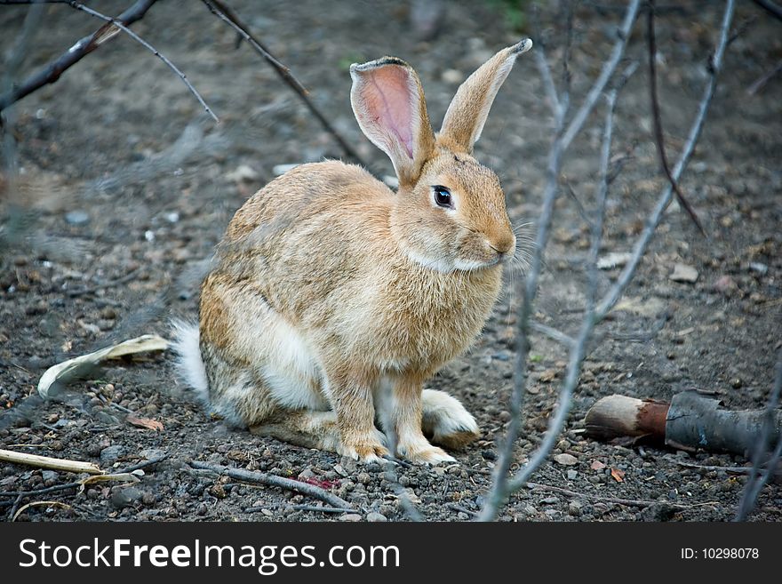 Fluffy rabbit with long ears among branches