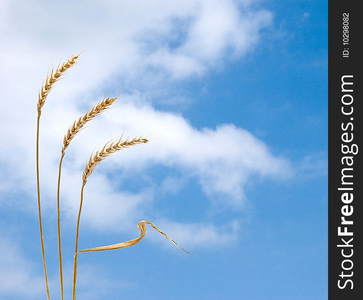 Wheat On Sky Background