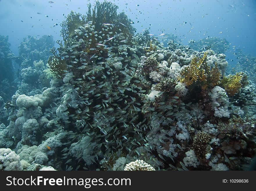 Glassfish and coral in the red sea.