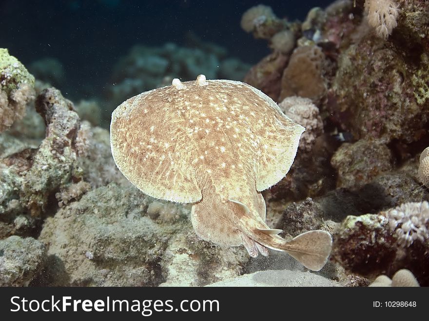 Torpedo ray in the red sea.