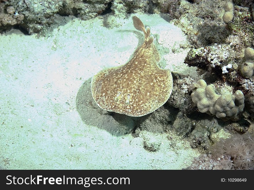 Torpedo ray in the red sea.