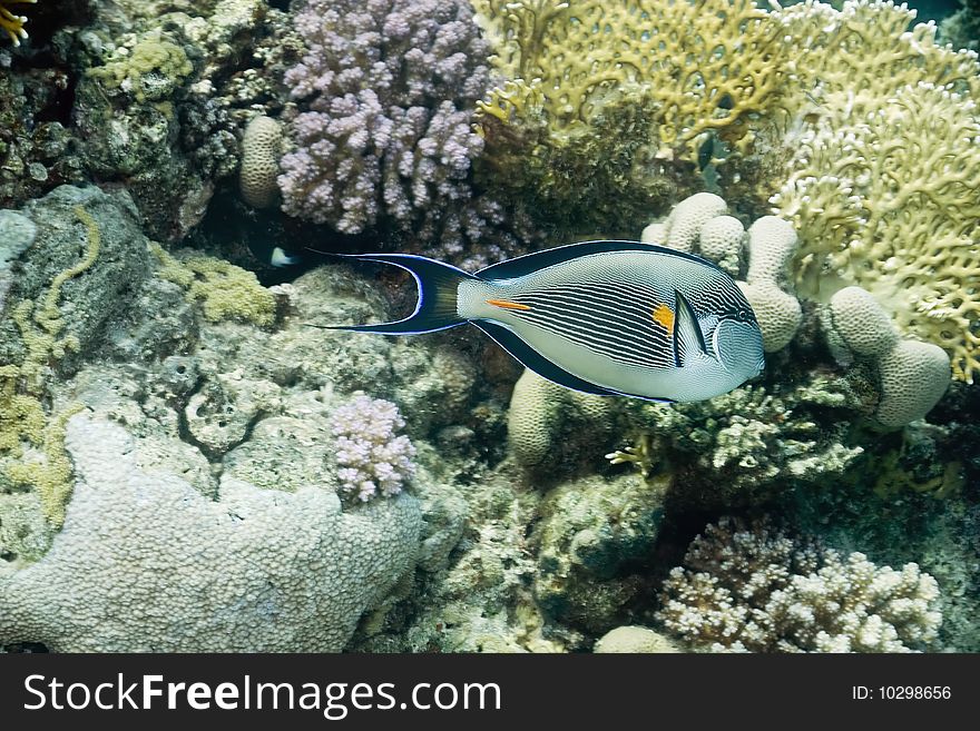 Sohal surgeonfish in the red sea.