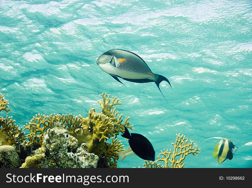 Sohal surgeonfish in the red sea.