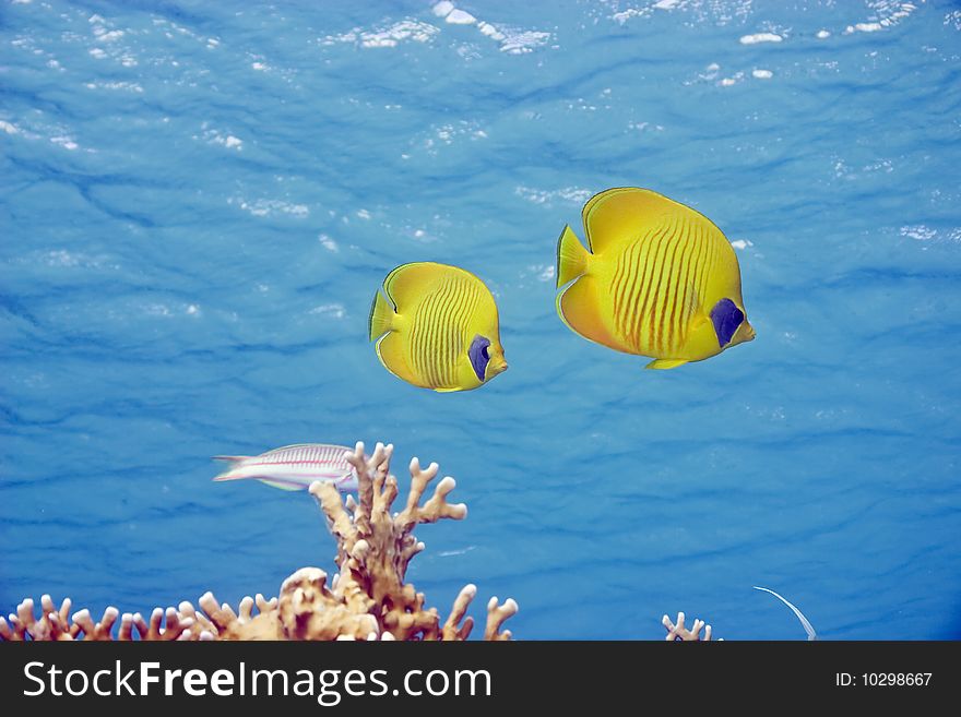 Masked butterflyfish in the red sea.