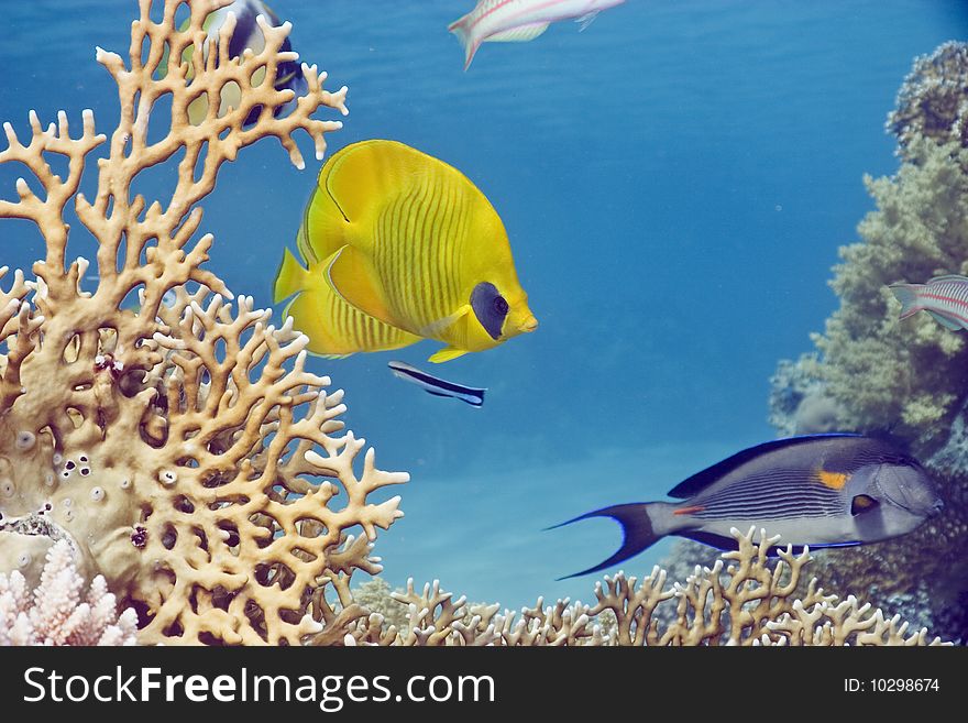 Masked butterflyfish in the red sea.