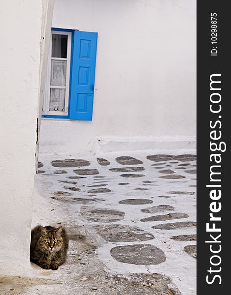 A lone cat looking from behind a wall of a building. A lone cat looking from behind a wall of a building