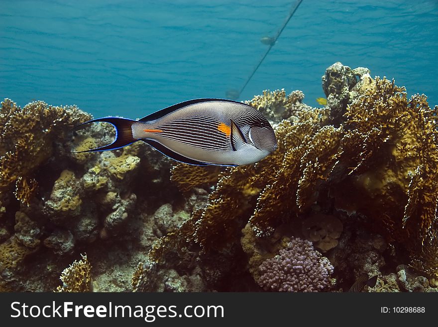 Sohal surgeonfish in the red sea.