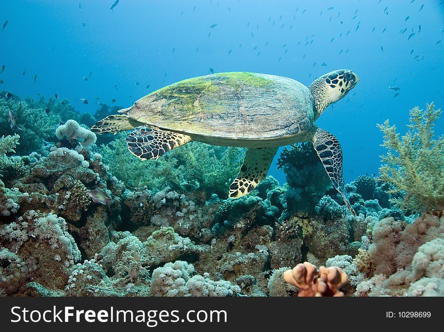 Hawksbill turtle in the red sea.