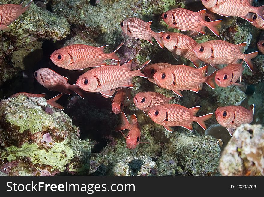 Blotcheye soldierfish in the red sea.