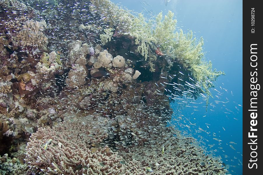 Coral and fish taken in th red sea.