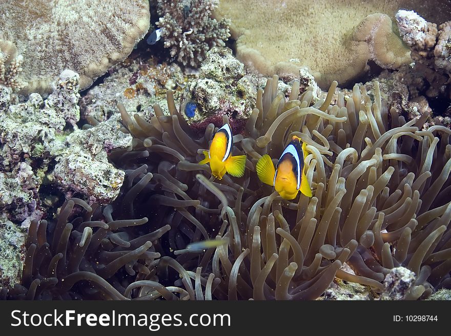 Bubble Anemone And Anemonefish