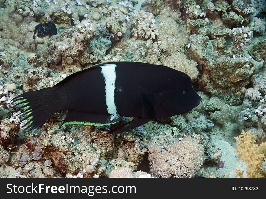 Clown coris in the red sea.