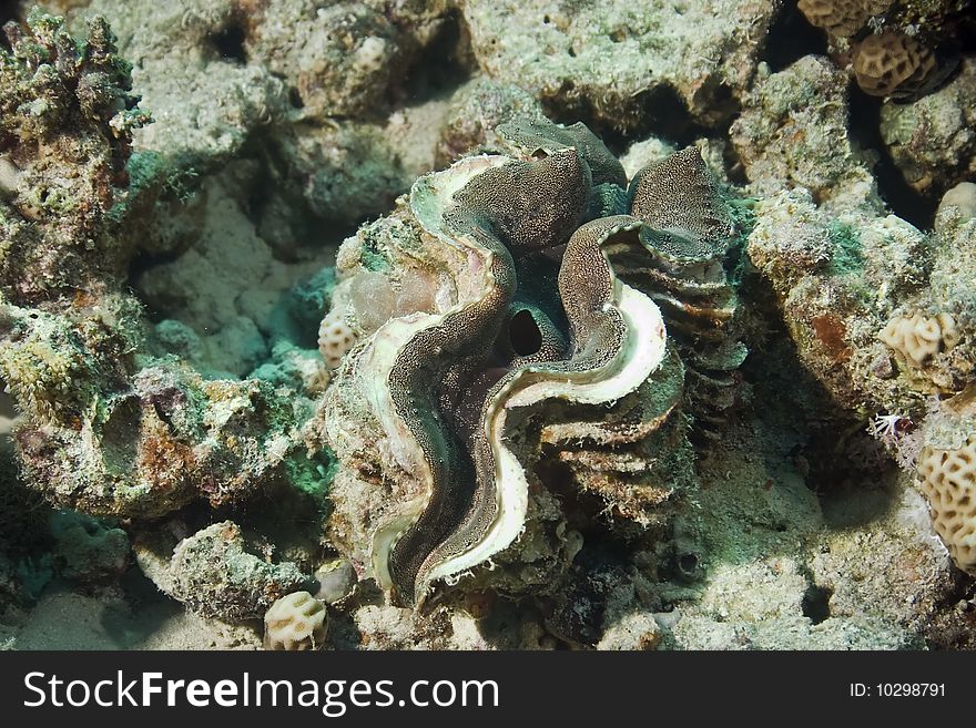 Giant sea clamp in the red sea.