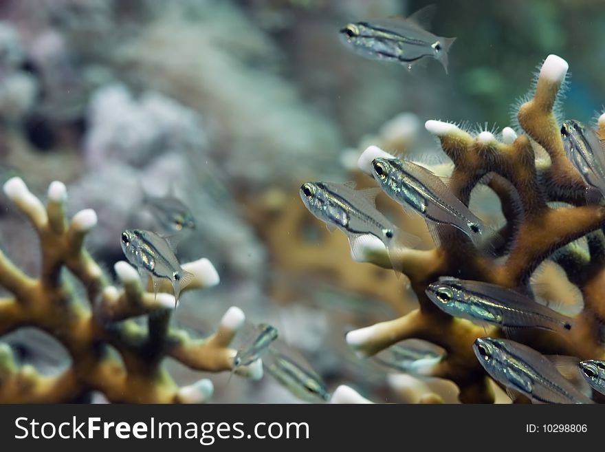 Two-lined cardinalfish in the red sea.