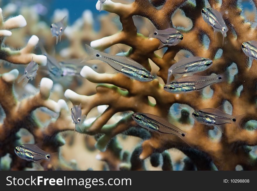 Two-lined cardinalfish in the red sea.