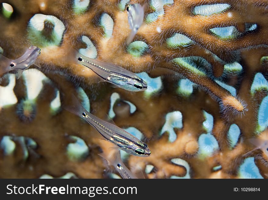 Two-lined Cardinalfish