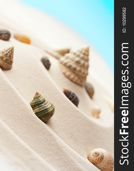 Cockleshells arrangement on fine sand. Cockleshells arrangement on fine sand