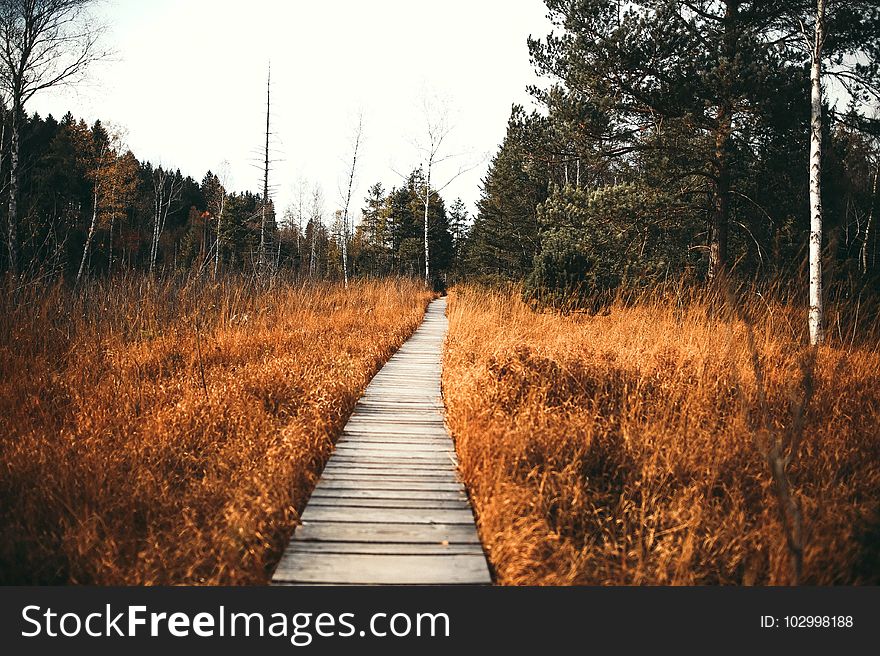 Conifers, Countryside, Environment, Fir