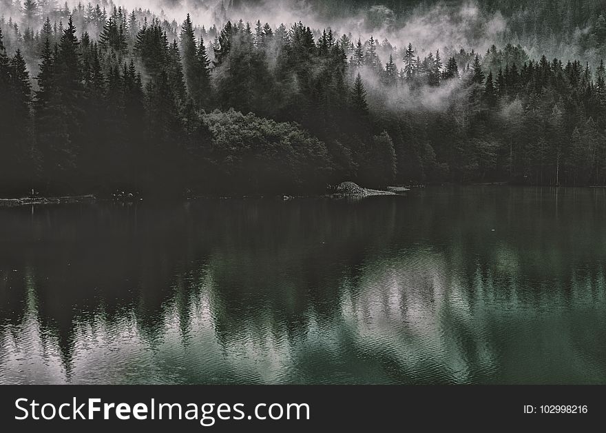 Dawn, Evening, Fog, Forest