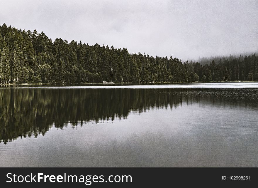 Clouds, Conifer, Daylight, Environment