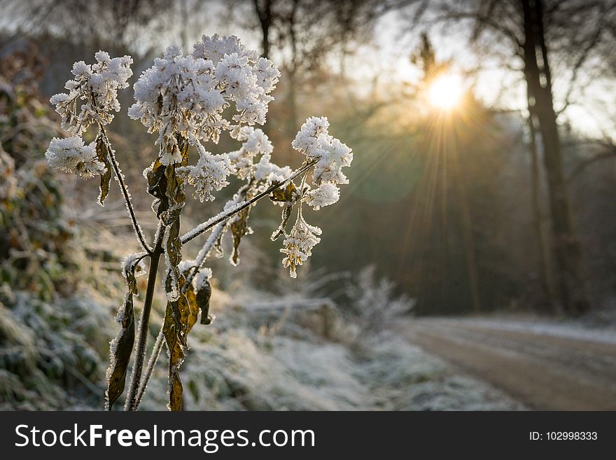 Branches, Close, -up, Cold