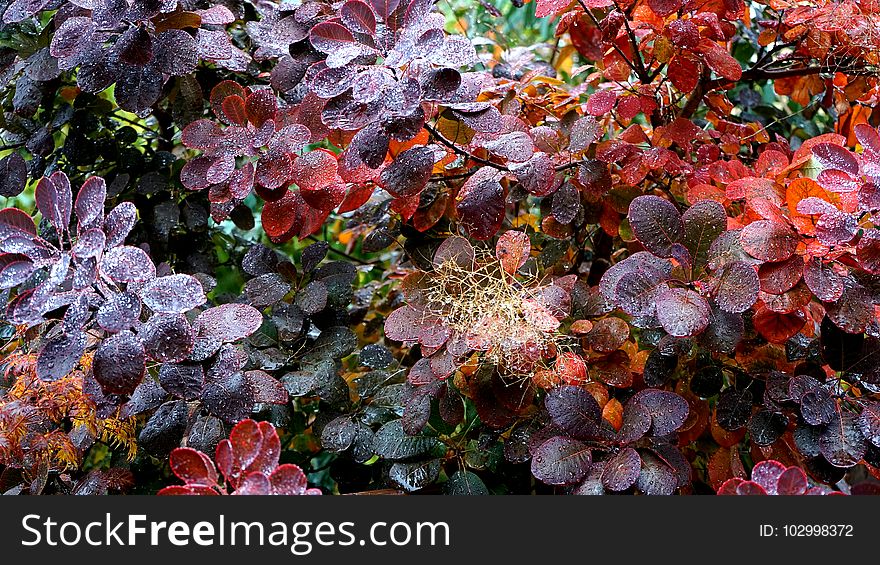 Botanical, Branches, Environment, Fresh,