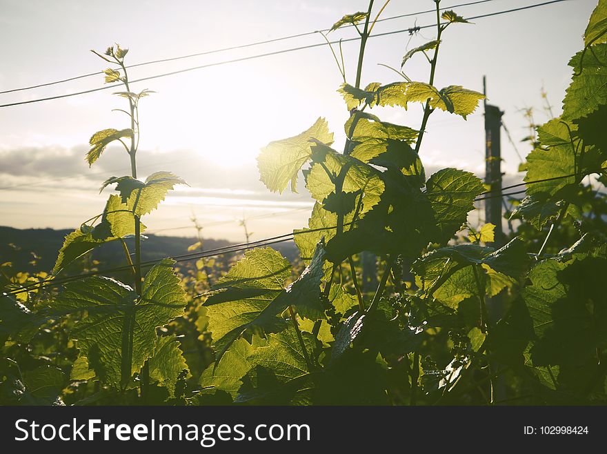 Agriculture, Close-up, Countryside, Environment