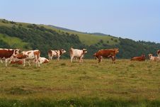 Cows Stock Photography