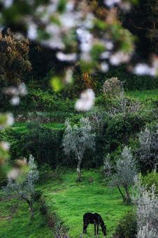 A Horse Pastures Among Olive Trees And Blossoming Apple Trees Royalty Free Stock Photo A Horse Pastures Among Olive Trees And Blossoming Apple Trees Royalty Free Stock Photo