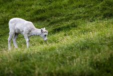 Baby Mountain  Goat Stock Photography