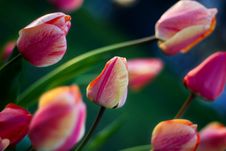Tulips Blowing In The Wind Stock Image