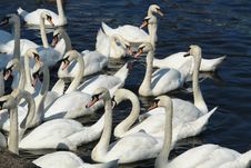 Swans Stock Photography