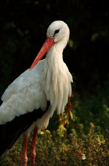 Breast Head Prtrait Of A White Stork Stock Photos