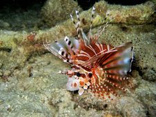 Zebra Lionfish Stock Image Zebra Lionfish Stock Image