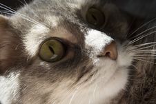 Cat S Eyes Royalty Free Stock Images