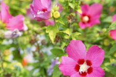 My Garden Stock Image My Garden Stock Image