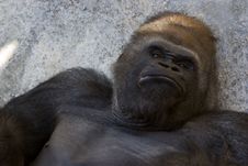Western Lowland Gorilla (Gorilla Gorilla Gorilla), Africa Stock Photo