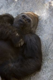 Western Lowland Gorilla (Gorilla Gorilla Gorilla), Africa Stock Image