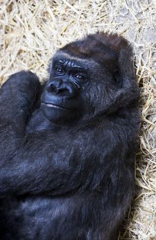 Female Gorilla Stock Images