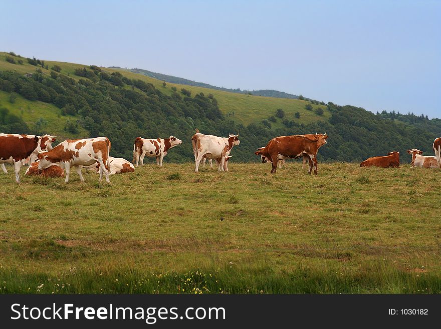 Cows in alsace