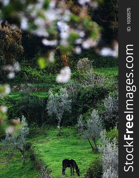 A horse pastures among olive trees and blossoming apple trees. Un cheval qui pature parmi des oliviers, au printemps.