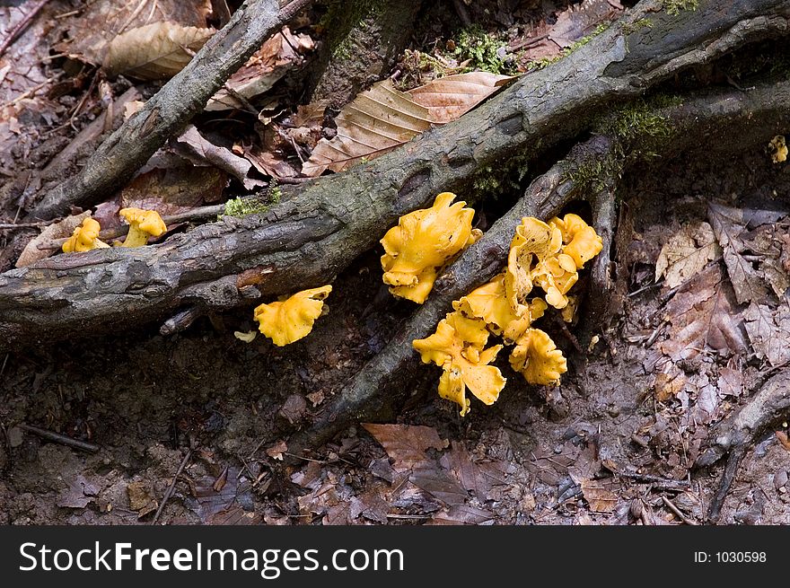 A yellow fungus grows on the floor of a forest around tree roots