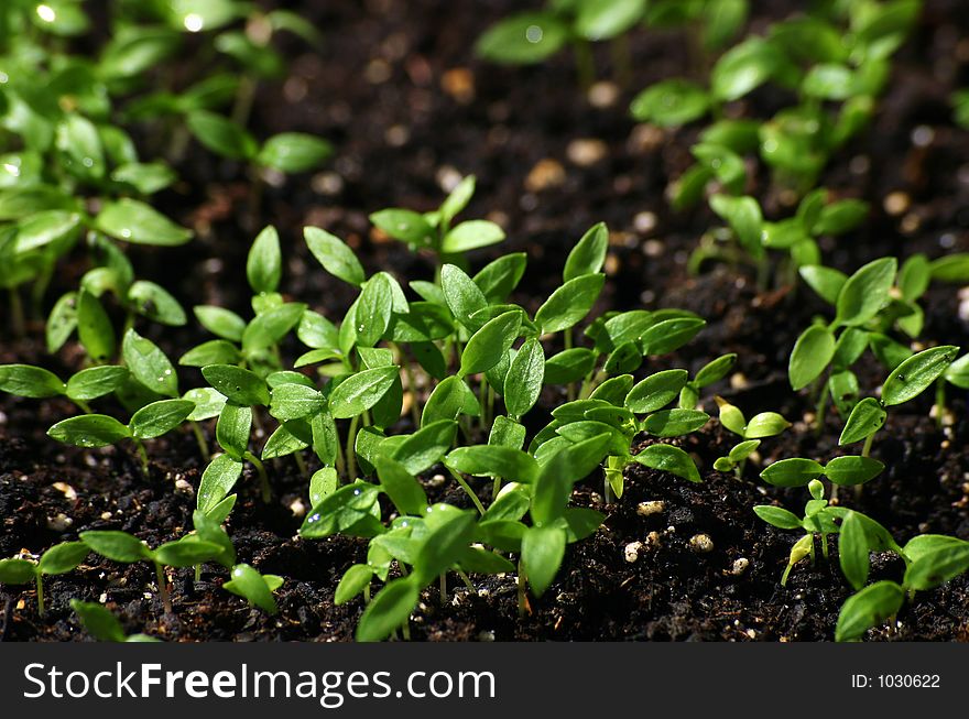 Young parsley shoots.